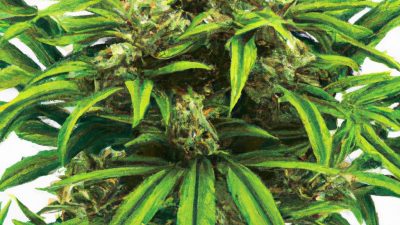 Integrating PLC Interfaces into Existing Lab Setups