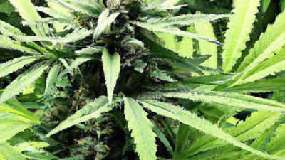 How to Choose Extraction Lab Materials and Surfaces