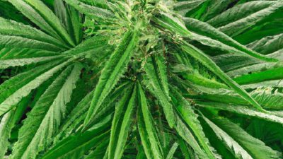 Top Benefits of R134a Extraction for Full-Spectrum CBD