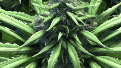 Remote Monitoring for Cannabis Labs: A PLC Guide