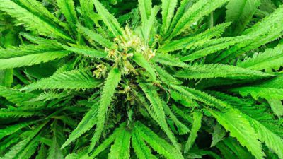 From Plant to Product: The Ethanol Extraction Workflow