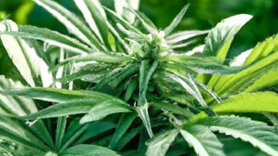 Why R134a Is the Best Choice for Full-Spectrum Preservation