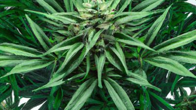 Why Third-Party Lab Results Boost Consumer Trust