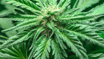 Why Full-Spectrum Oils Are Dominating the EU Market