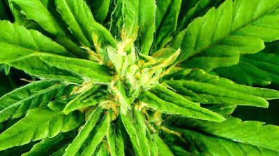 Permitting Your First Extraction Facility: What to Know