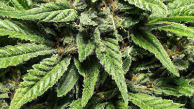 Step-by-Step Guide to the PURE5™ R134a Extraction Process