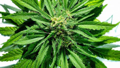 How to Formulate Products with Full-Spectrum Extracts