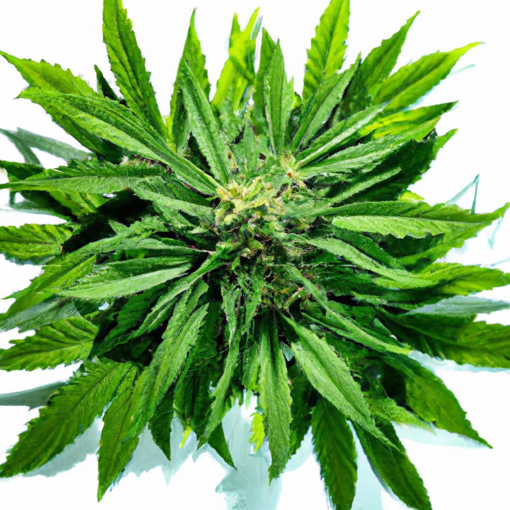 How to Formulate Products with Full-Spectrum Extracts