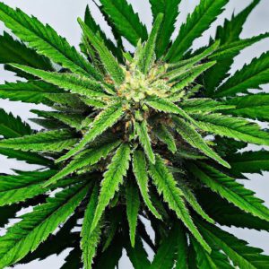 Aroma, Color & Purity: Visual Differences in Extracts