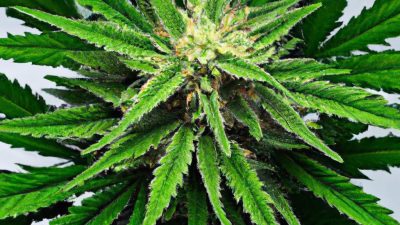 Aroma, Color & Purity: Visual Differences in Extracts