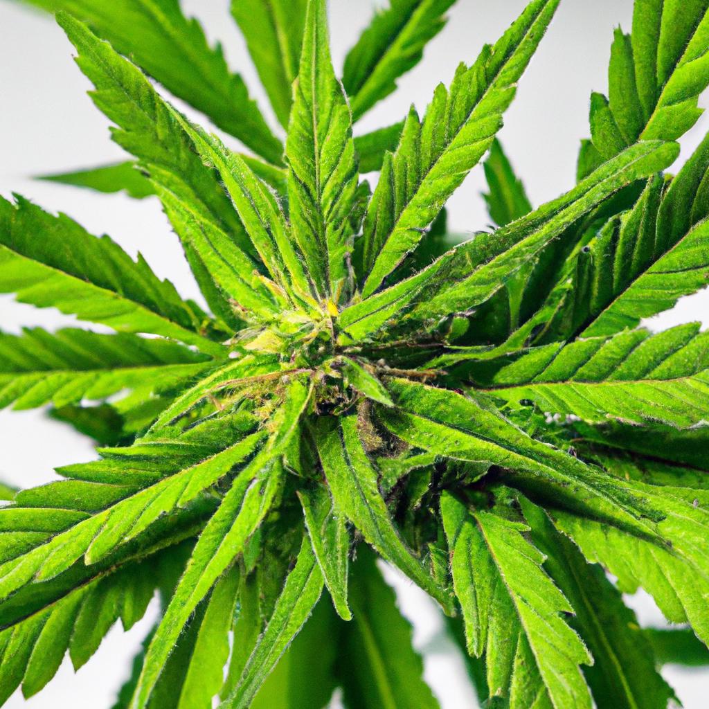 Aroma, Colour & Purity: Visual ‌Differences in Extracts