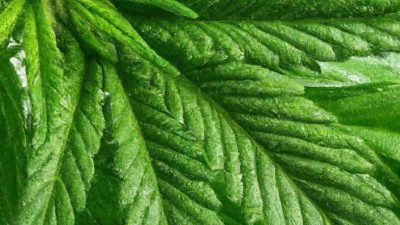 How to Produce THC-Free Extracts with High Minor Cannabinoids