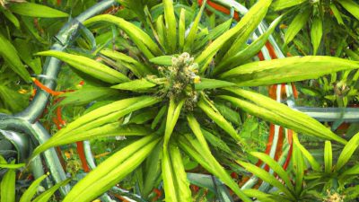 Designing a Cannabis Extraction Lab: Floor Plan Tips