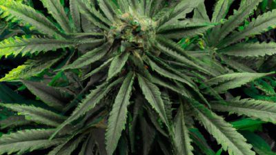 How to Calculate the True Energy Cost of Extraction