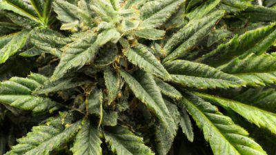 Winterization in Cannabis Extraction: A Visual Walkthrough