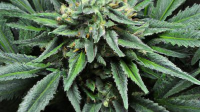 Lab Setup on a Budget: What You Need vs What Can Wait