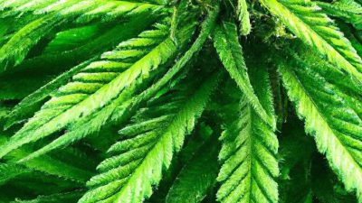 Ethanol vs Hydrocarbon: Post-Processing Needs Explained