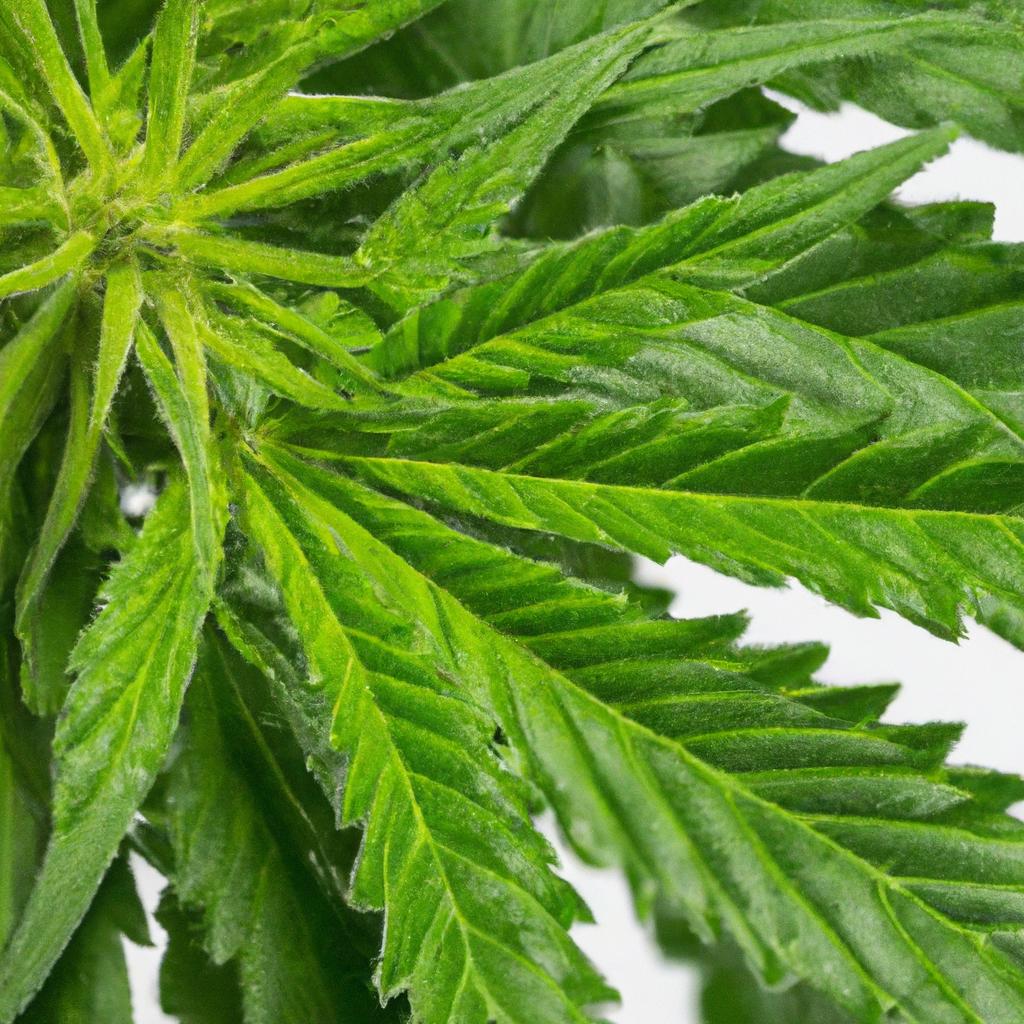 How ⁣too Produce THC-Free Extracts with High Minor Cannabinoids