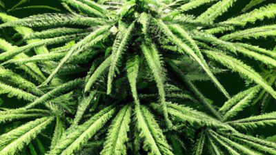 Do You Always Need Winterization? Myths Debunked