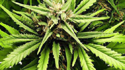 Hydrocarbon Extraction: Butane vs Propane vs Blends