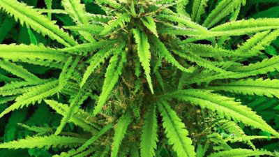 Isolate vs Full-Spectrum: What Your Customers Really Want